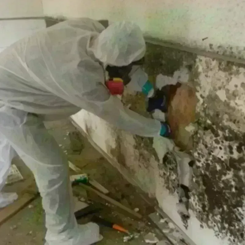 Mold Remediation and Removal in Greenville, RI